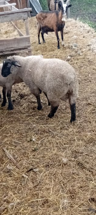 Vand berbecuț suffolk de 2 luni jumatate