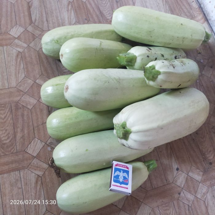 Кабачки домашние