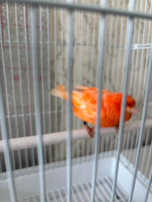 Канорейка Красный самец