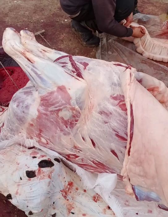 Соғым Согым Бүгінге дайын жылқы еті