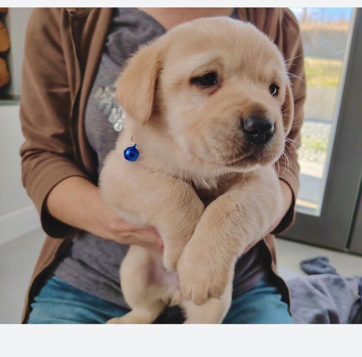 Pui Labrador Retriever cu Pedigree Tip A