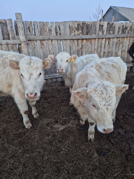 Продаётся 8 голов бычки