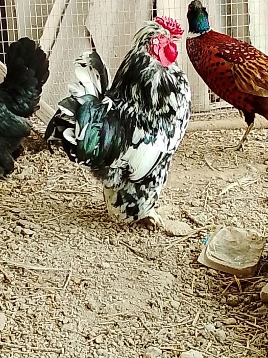 Карлик кораз сатылады