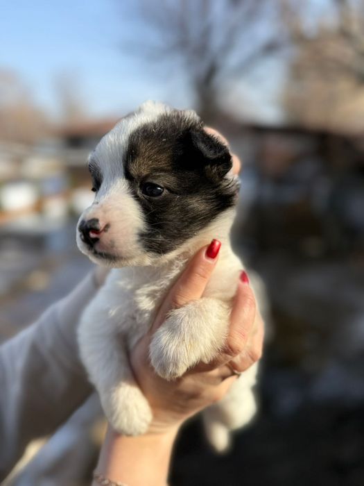 Отдам щеночка девочку