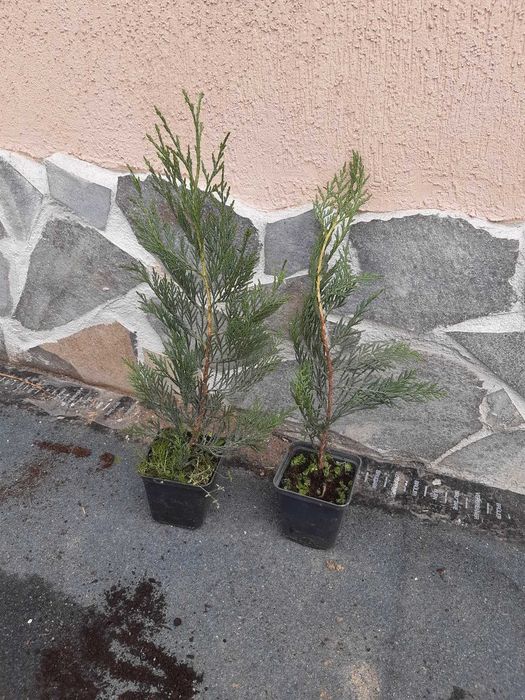 Leylandii chiparos, diverse dimensiuni-gard viu, nu e fir subtire