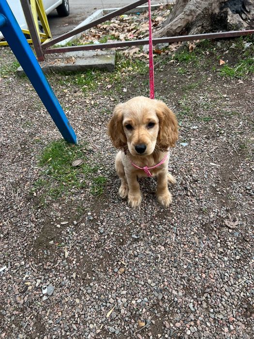 Продам щенка спаниеля