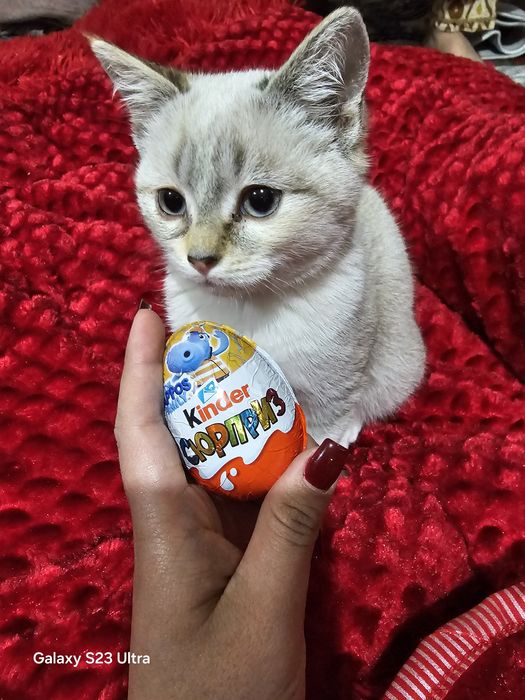 Сиам мушуги бепул