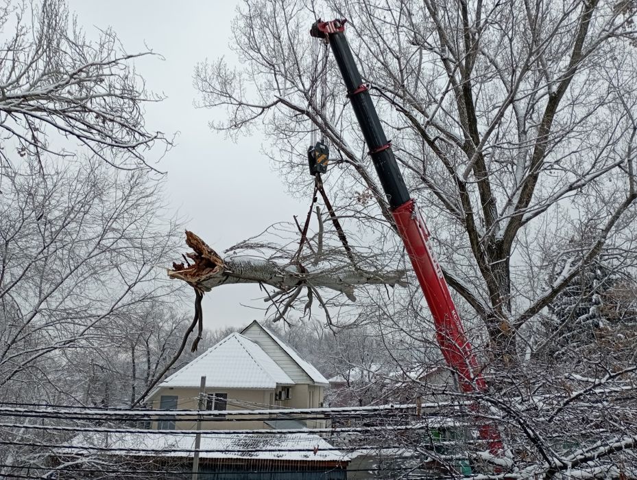 Спил, распил, сруб, обрезка деревьев, выкорчевка пней, кронировка ...