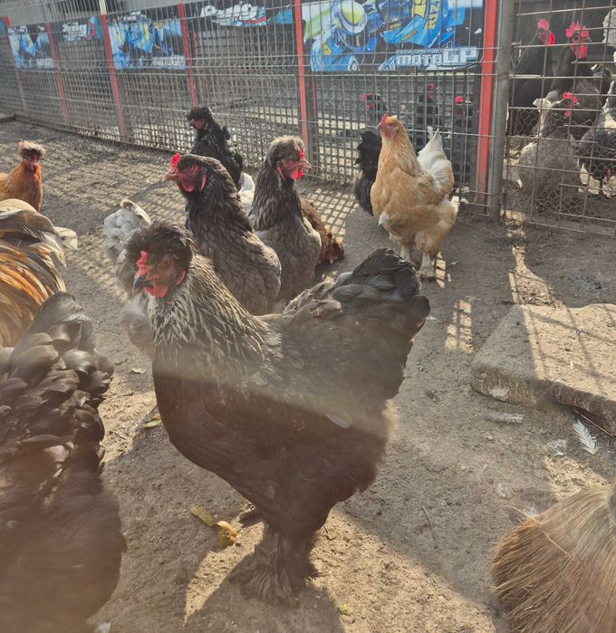 Ouă pentru incubat din rasa Australorp și moțate încălțate