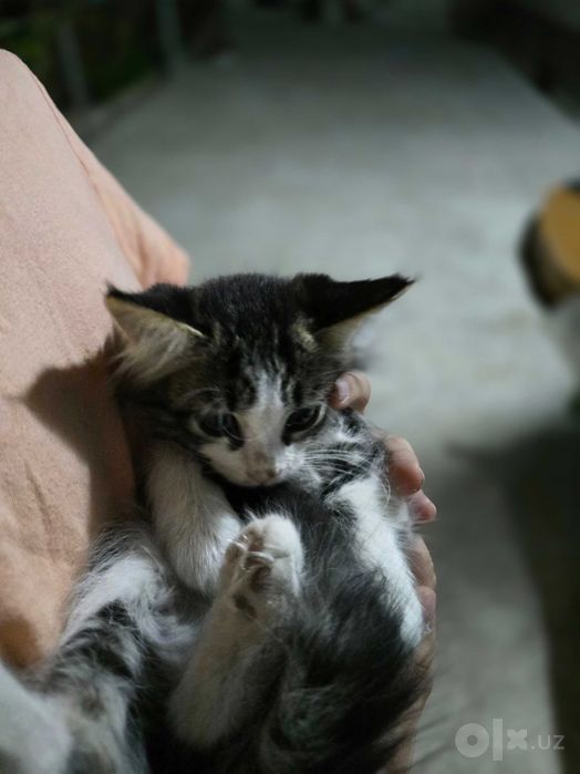 Отдаю даром котят