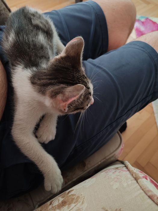 Donez / adopție pisic foarte iubitor