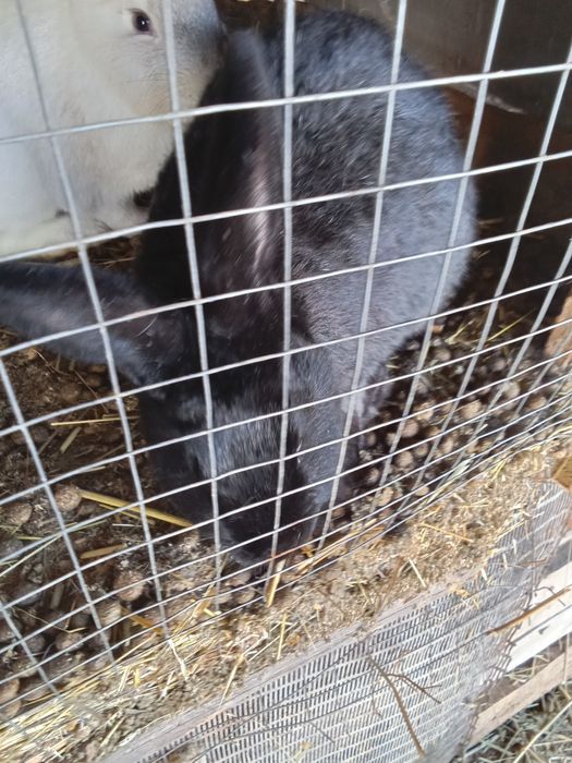 Қоян сатылады бағасы 3500