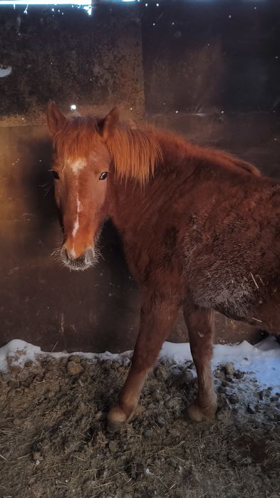 Продам байтал с откорма.