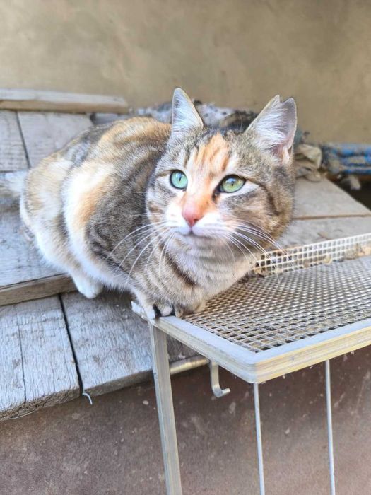 кошечка мышеловка