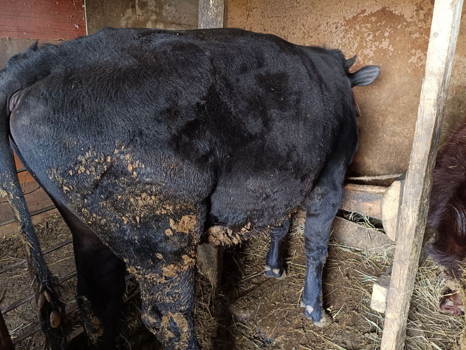 Продам бычок больше года