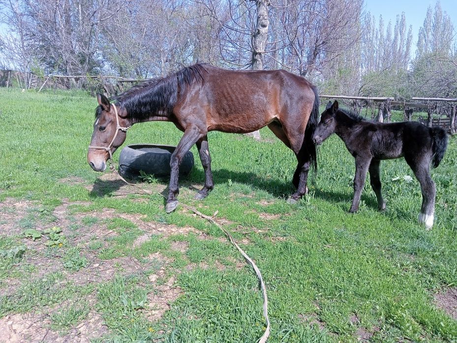 Құлынды бие сатылады