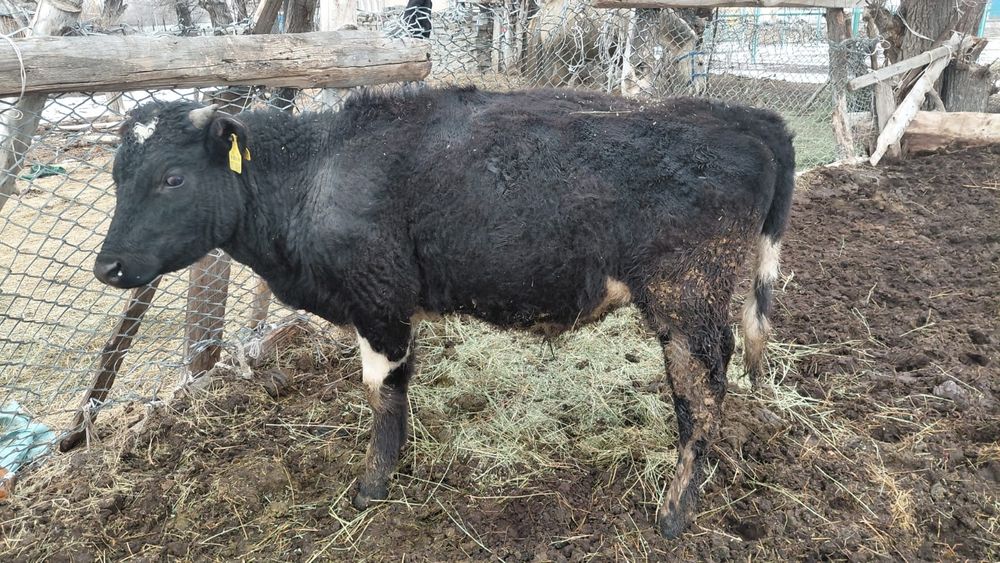 Ангус бұқаның балалары