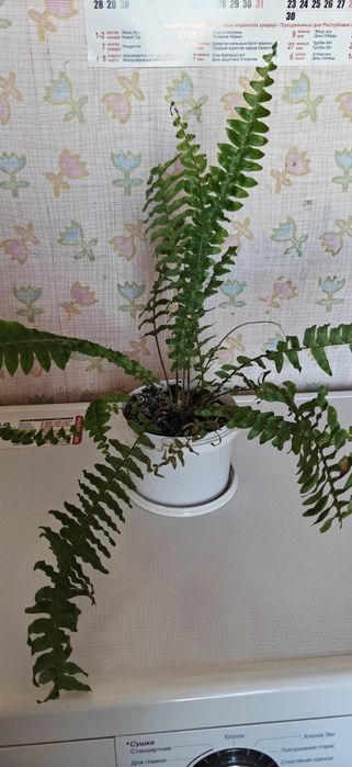 Папоротник папоротники