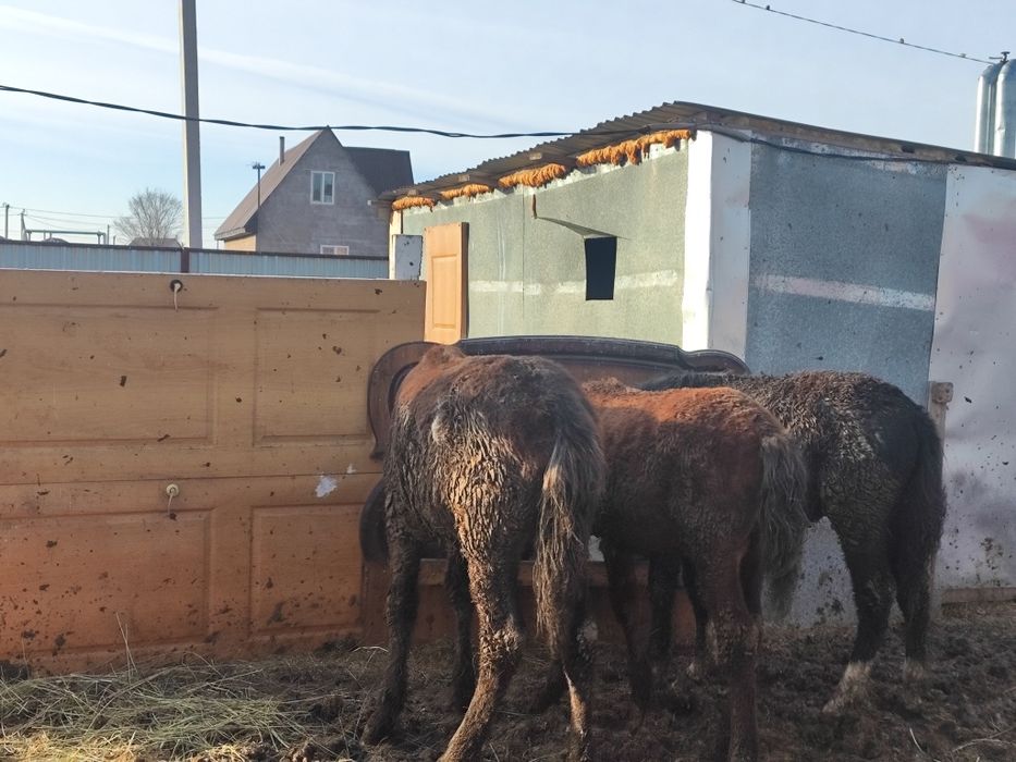 Продам Жеребят с откорма