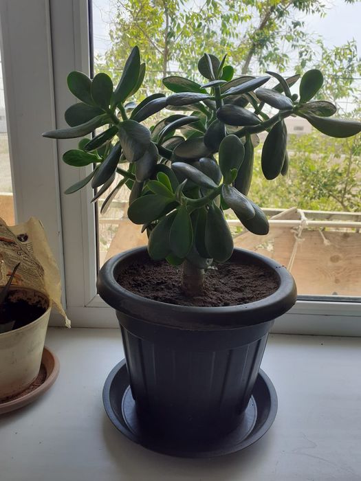 Комнатные растения