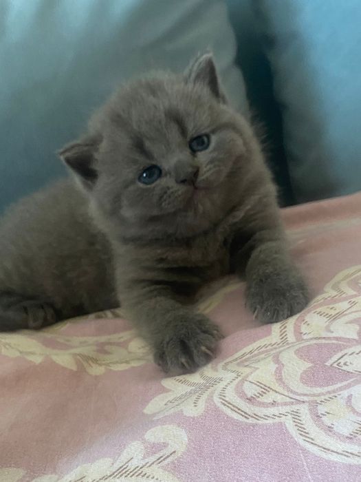 Чистокровные Британские Котята.