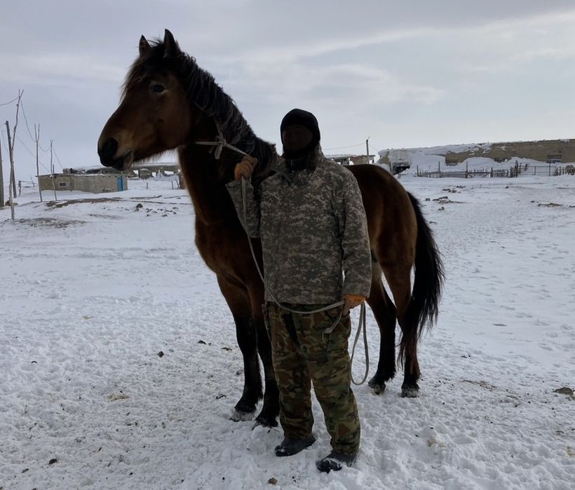 Кушум айгыр сатылады 2018 үйірде жүр