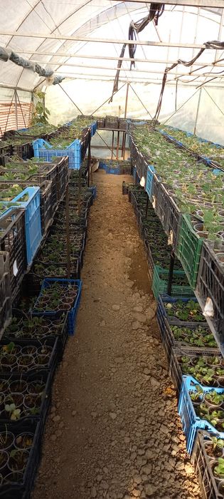 Capsuni stoloni sau ghiveci