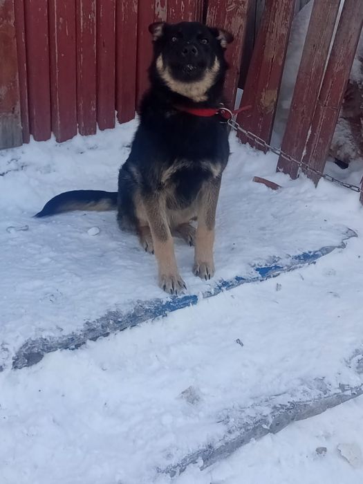 Овчарка сторожевая