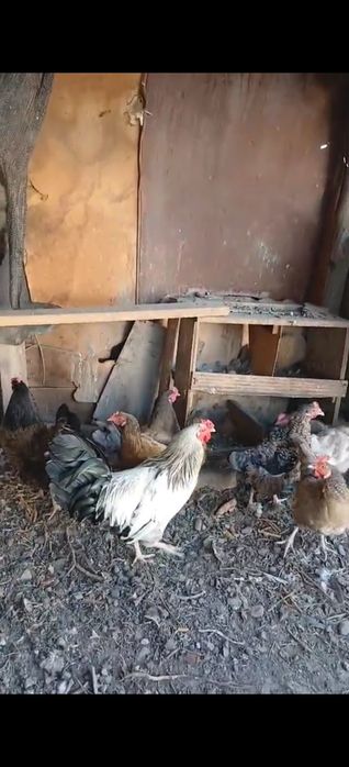 Продам курицы несушки