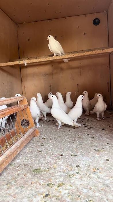 Kaptarlar sotiladi qiziqanla tell qilila gaplashamiz