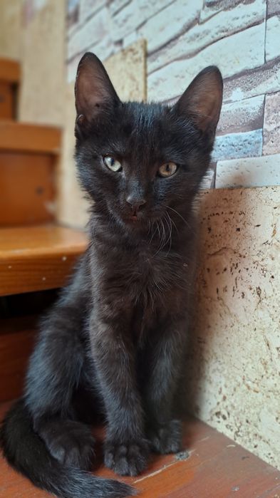 Котенок Шоколадка, кошка