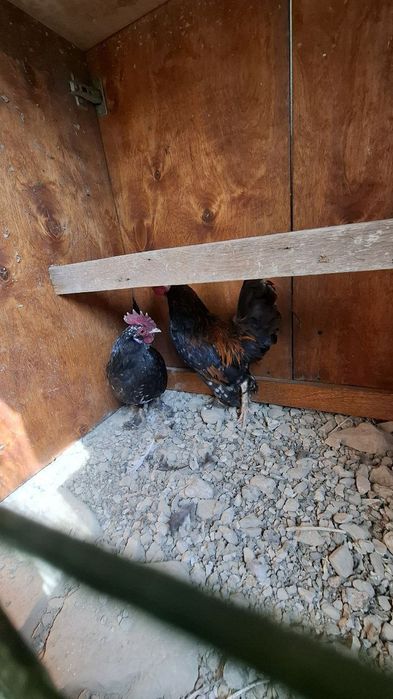 Жўжа Тўвуқ ва хўроз сотилади