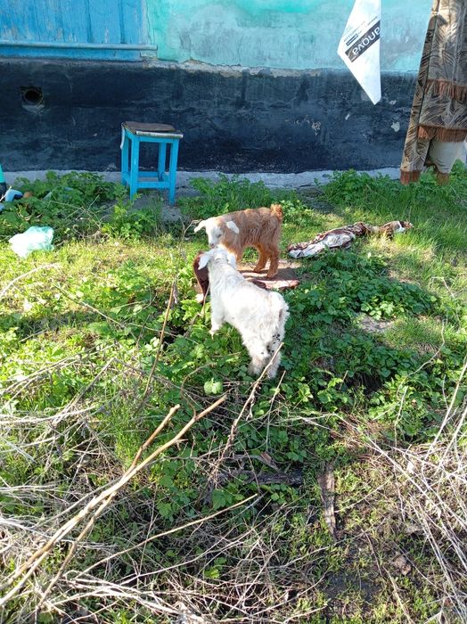 Продам скотину, коза с ягнятами