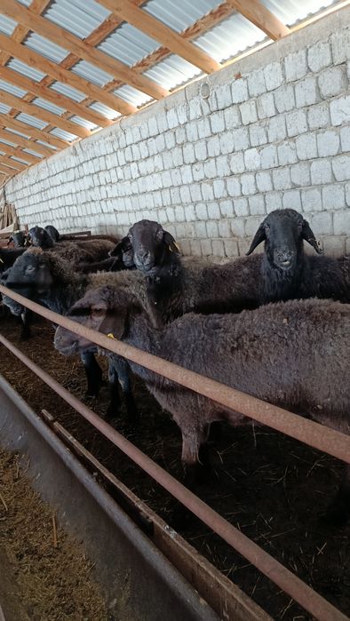 Қозылы қой баррр оптым сатылады