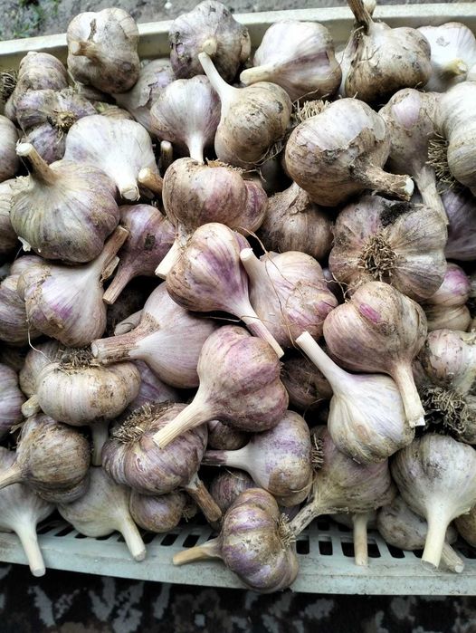 Продам домашний чеснок
