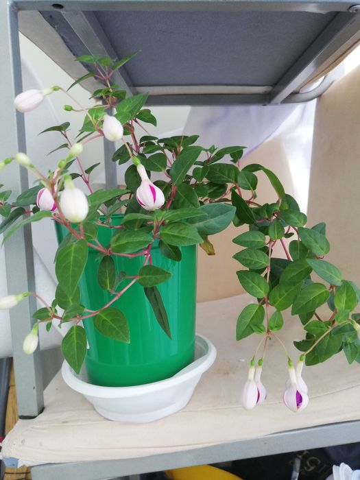 Продам комнатные цветы