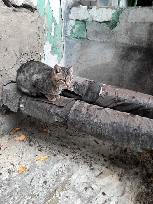 Отдам котика в добрые руки