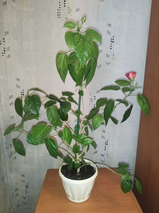 Гибискус махровый сортовой