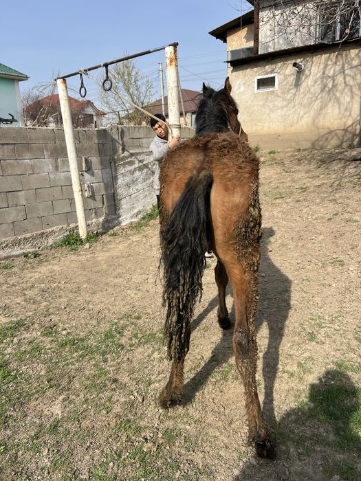 Семиз Еркек Тай Жеребят