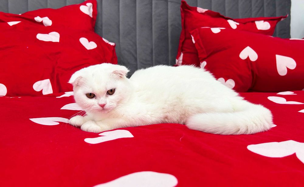 Pisicuță albă și adorabilă - Scottish Fold, cu Pedigree