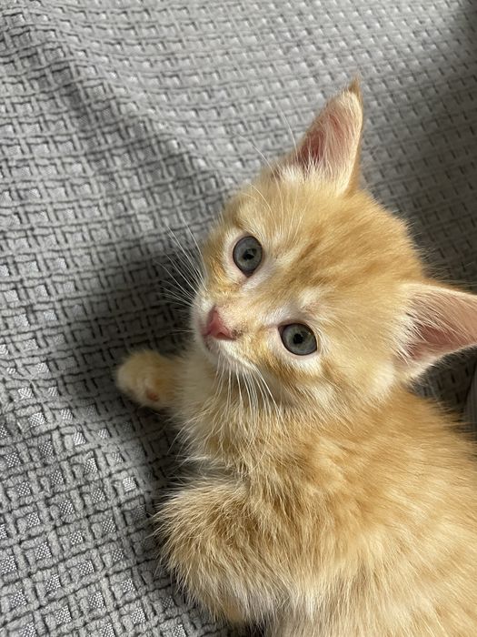 Срочно отдам котенка девочка 2 мес