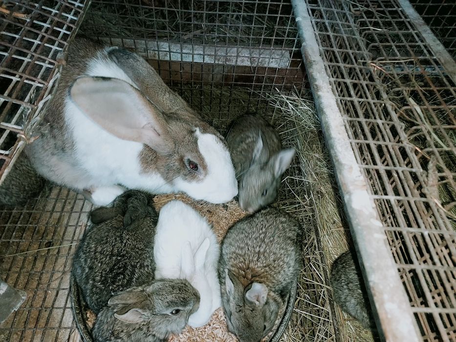 Vând iepuri Hicole .