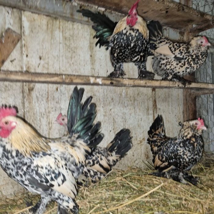 Ouă de găină rasa mii de flori