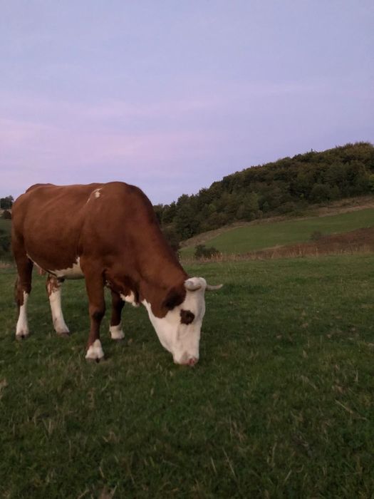 Vaca de vânzare .
