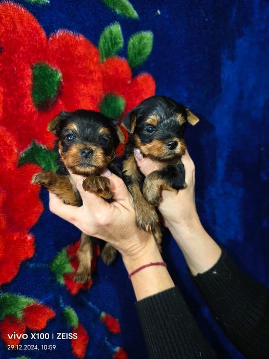 Продам щенков породы йоркширский терьер