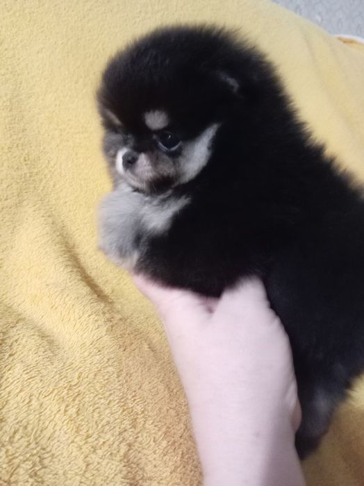 Продам щенков шпица.