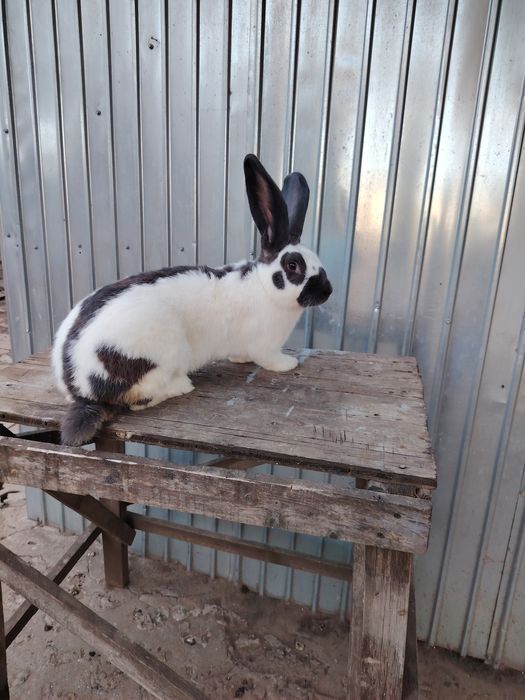 Fluture German matur