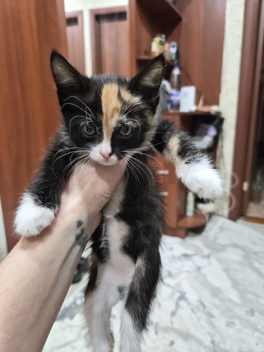 Отдам котенка в хорошие руки
