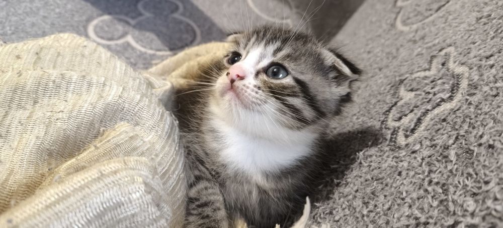 Продам котят вислоушки