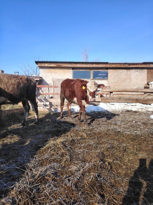 Продам двух тёлок.